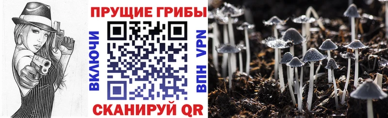 сколько стоит  блэк спрут зеркало  Псилоцибиновые грибы Magic Shrooms  Междуреченск 