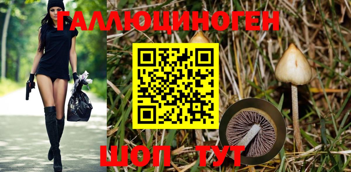 Междуреченск  Псилоцибиновые грибы Psilocybine cubensis  Вход с VPN 